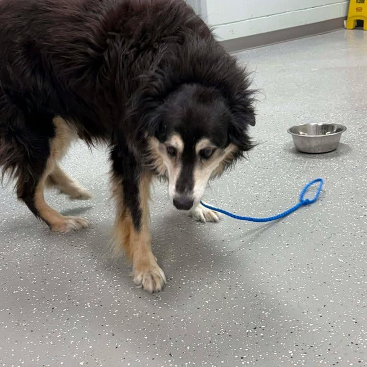 Enlarge Barnaby, a ADOPTABLE Australian Shepherd in Bardstown, KY image 3/5