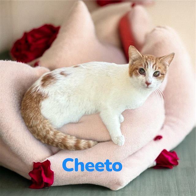 Enlarge CHEETO, a Adoptable mixed breed in Visalia, CA image 1/1