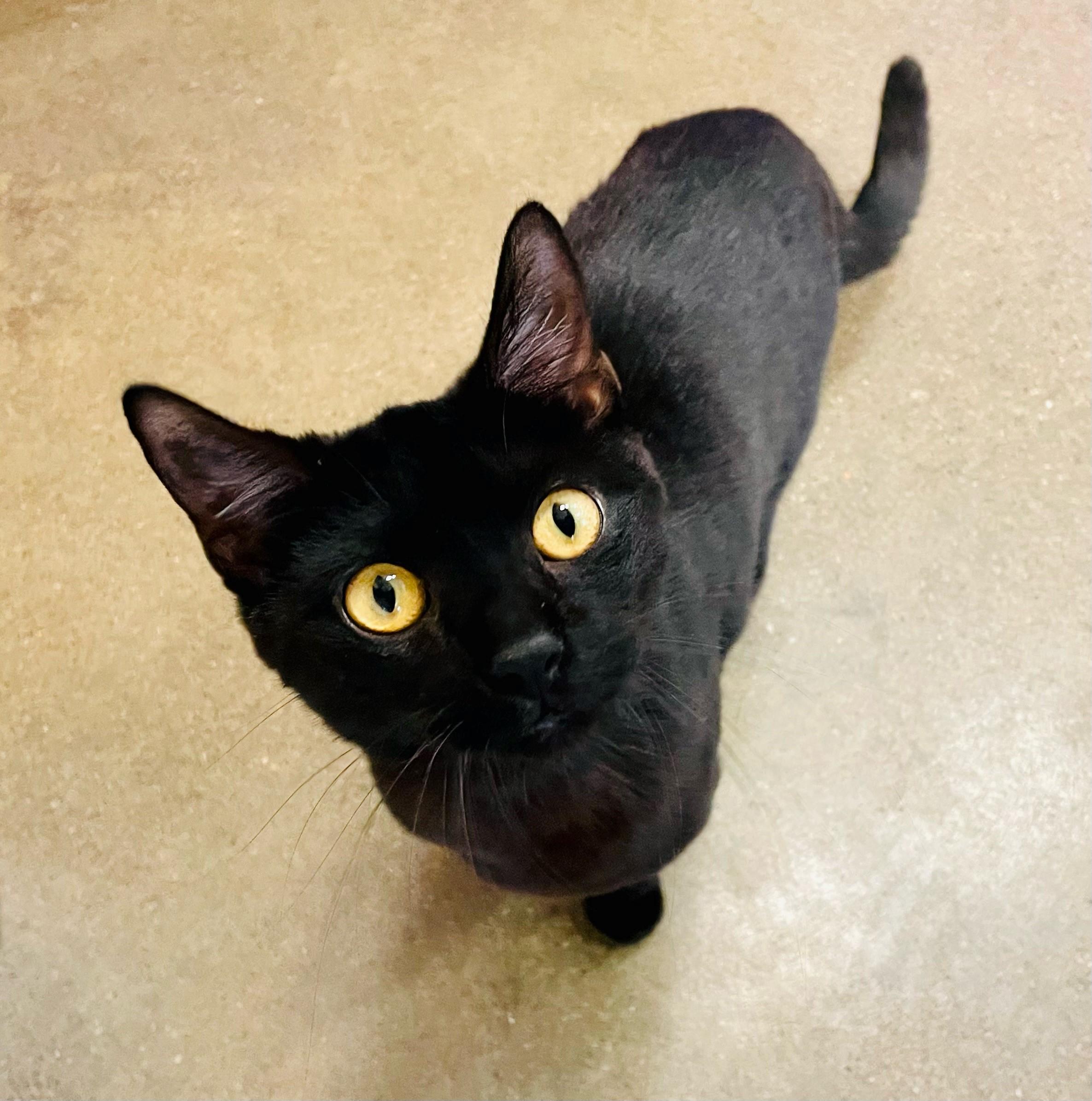 Priscilla