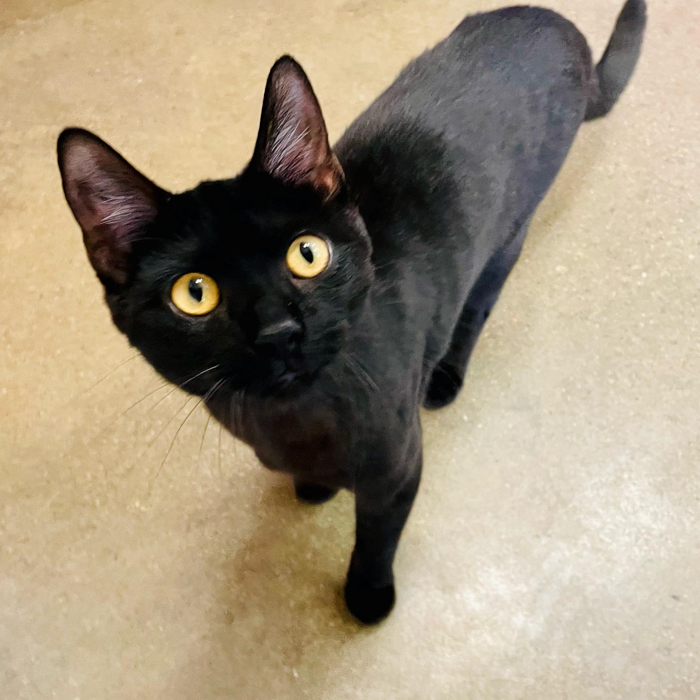 Priscilla