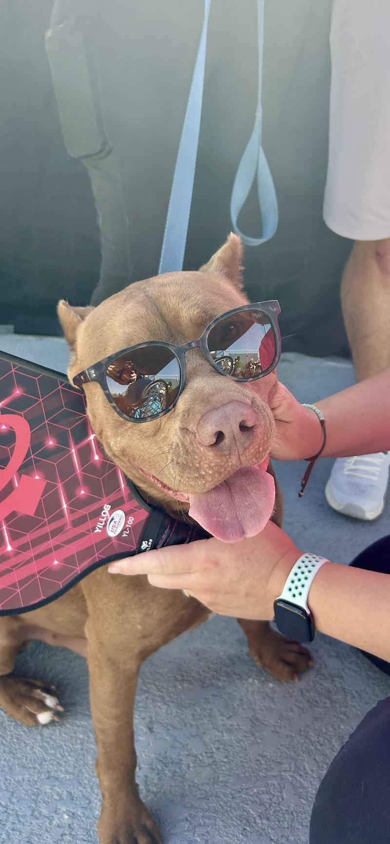 Lucas, Adoptable, Adult Male American Staffordshire Terrier.
