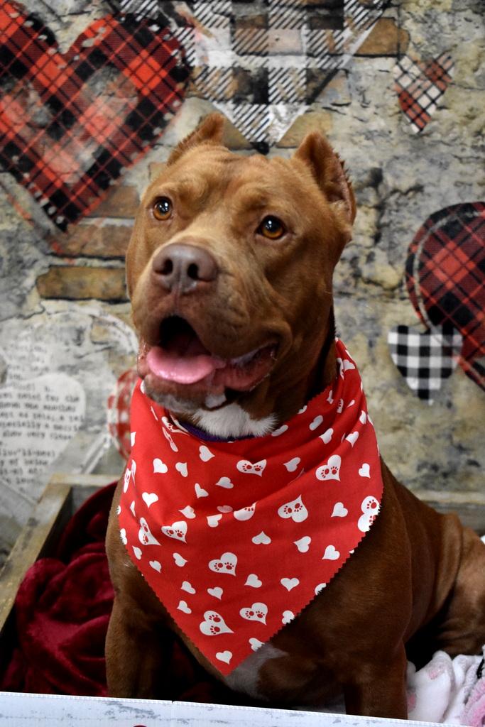 Enlarge Lucas, a Adoptable American Staffordshire Terrier in Palm City, FL image 2/3