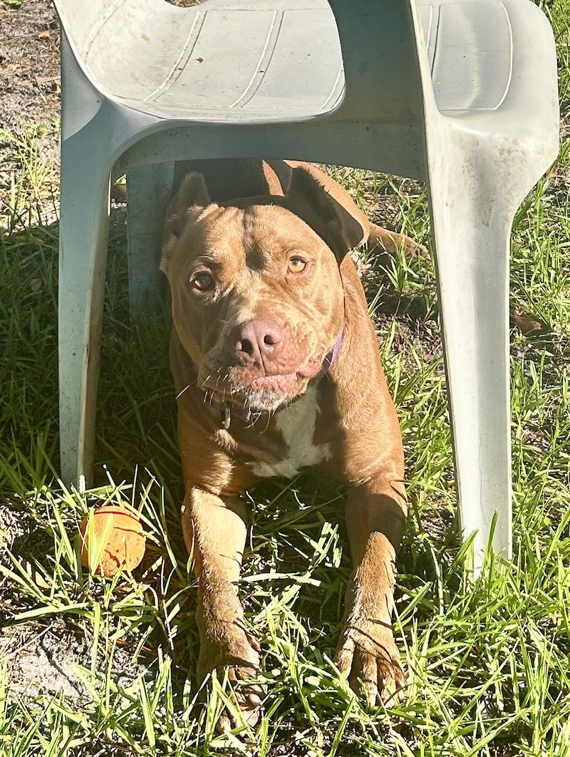 Enlarge Lucas, a Adoptable American Staffordshire Terrier in Palm City, FL image 5/6