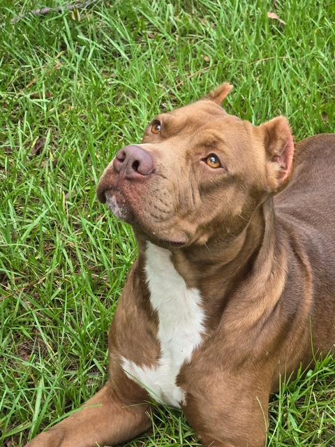 Lucas, Adoptable, Adult Male American Staffordshire Terrier.