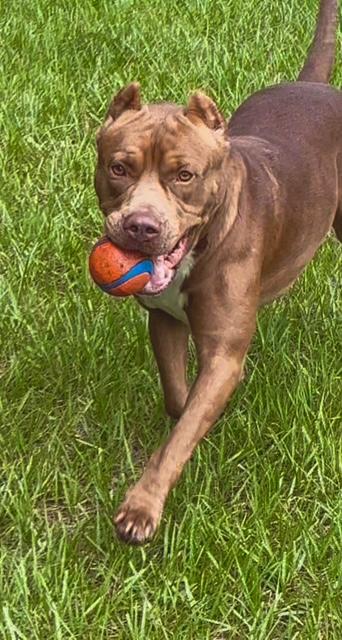 Enlarge Lucas, a Adoptable American Staffordshire Terrier in Palm City, FL image 3/3