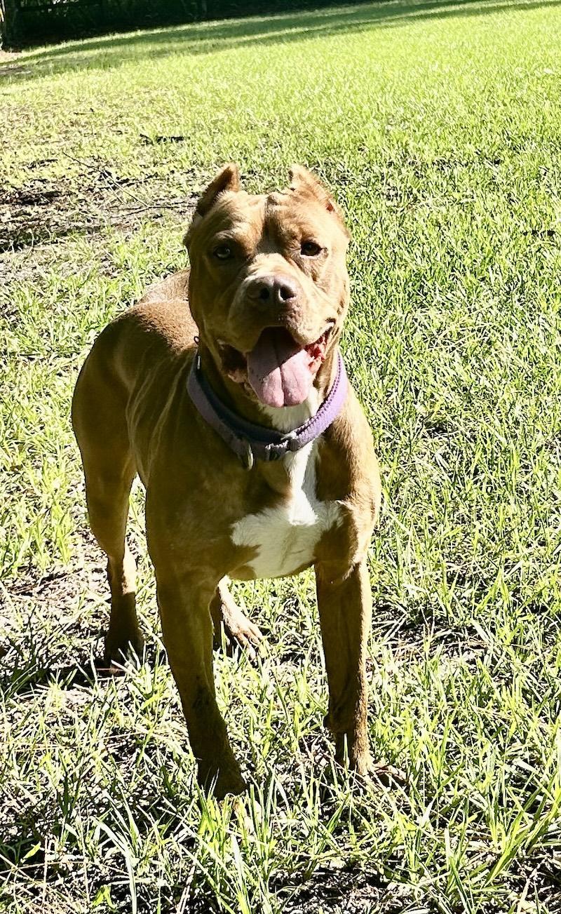 Enlarge Lucas, a Adoptable American Staffordshire Terrier in Palm City, FL image 6/6