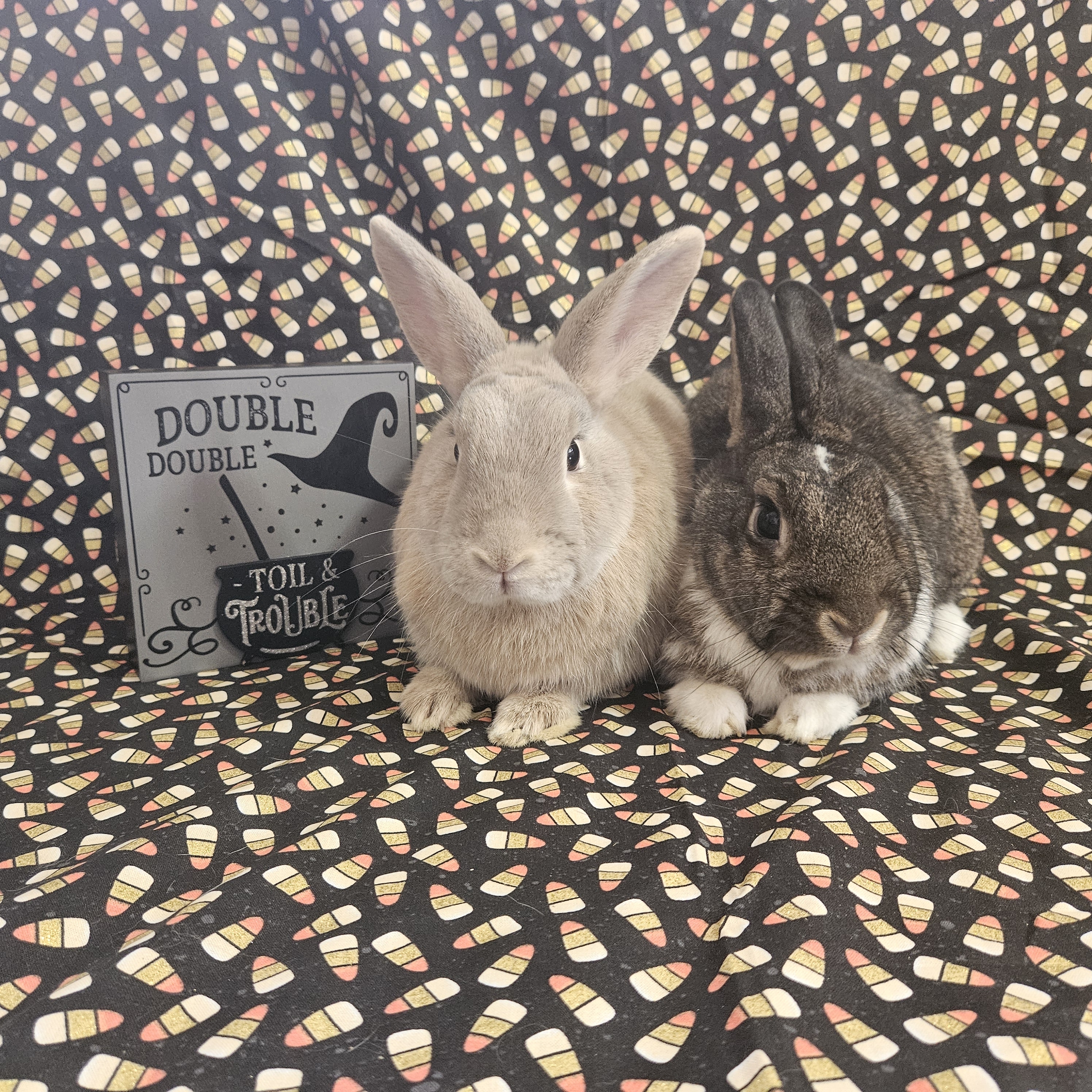 Phil & Allen, a Adoptable Havana in Wilkes-Barre, PA image 1/9