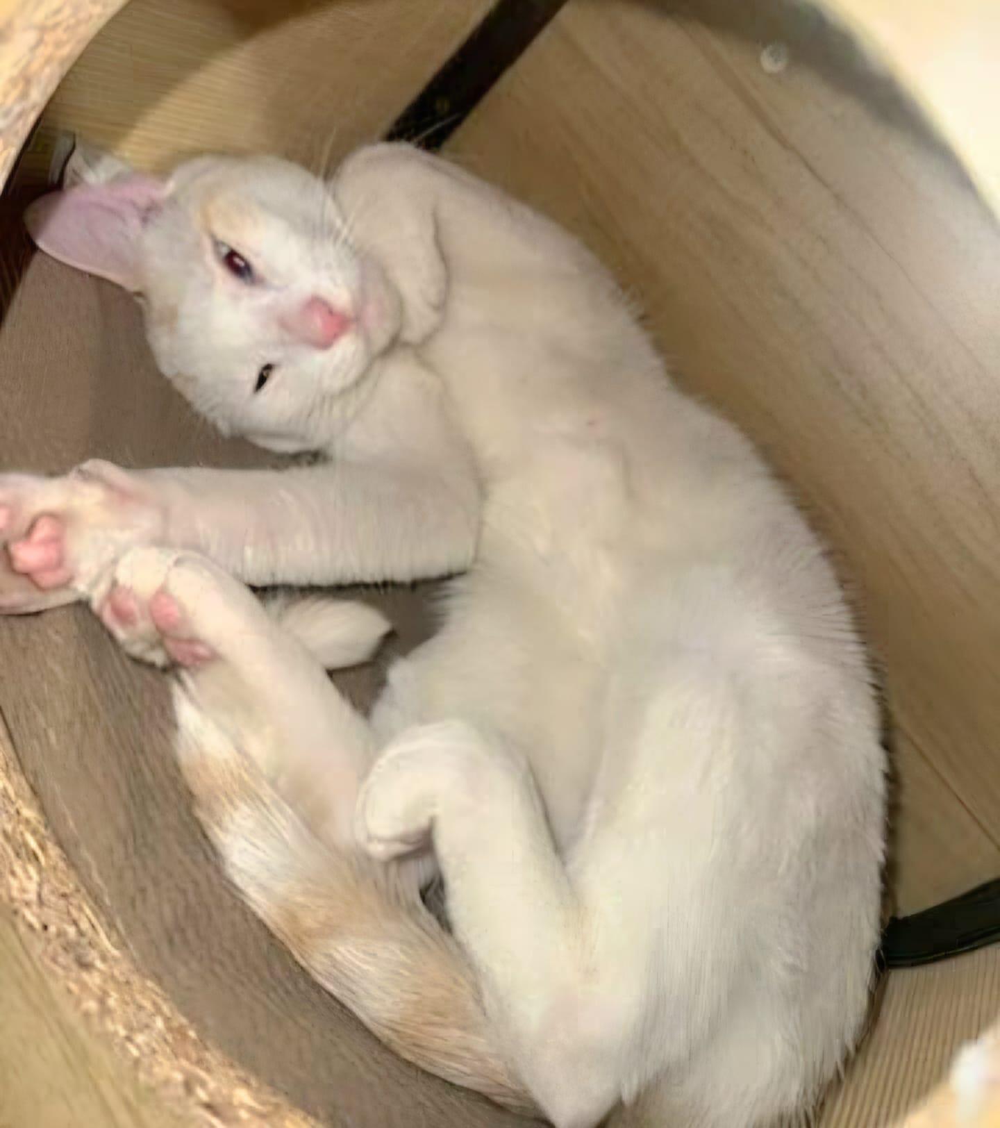 Enlarge Frosty, a Adopted Siamese in Jupiter, FL image 3/3