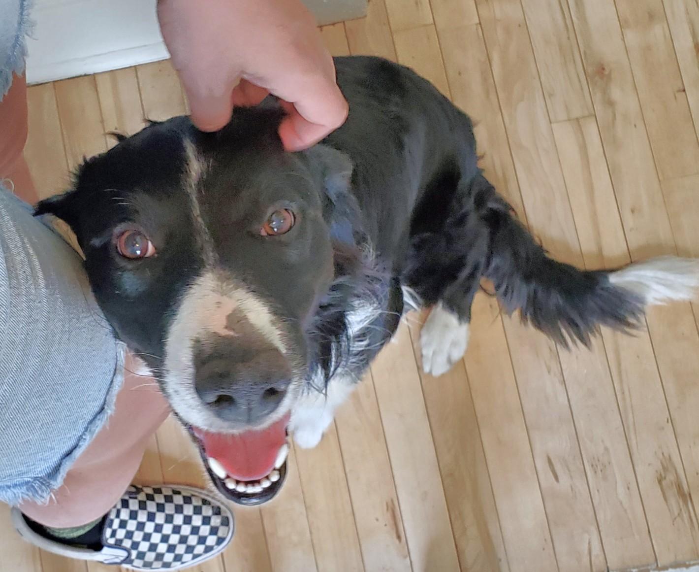 Jack, ADOPTABLE, Adult Male Border Collie.