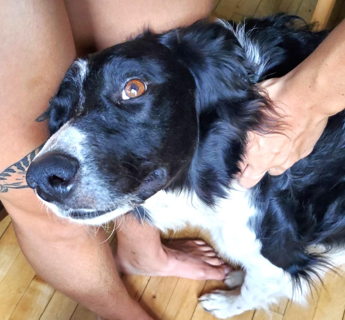 Jack, a ADOPTABLE Border Collie in Minneapolis, MN image 2/6