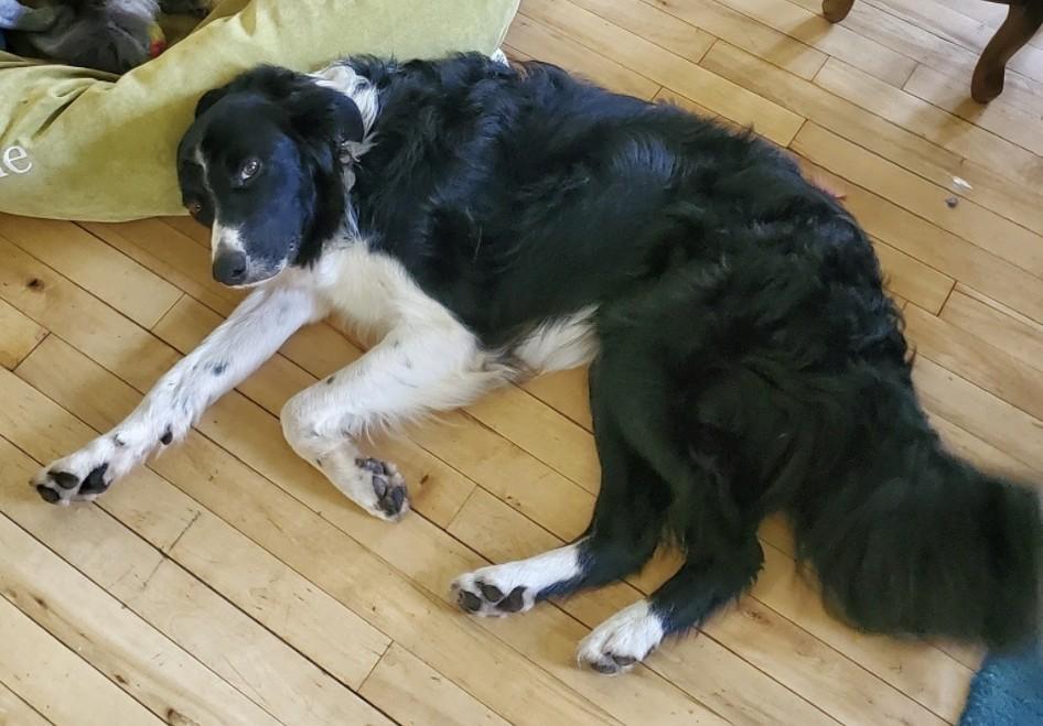 Jack, a ADOPTABLE Border Collie in Minneapolis, MN image 6/6