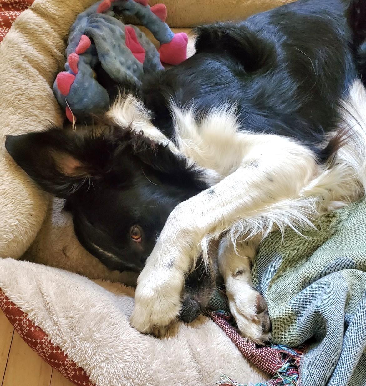 Jack, a ADOPTABLE Border Collie in Minneapolis, MN image 4/6