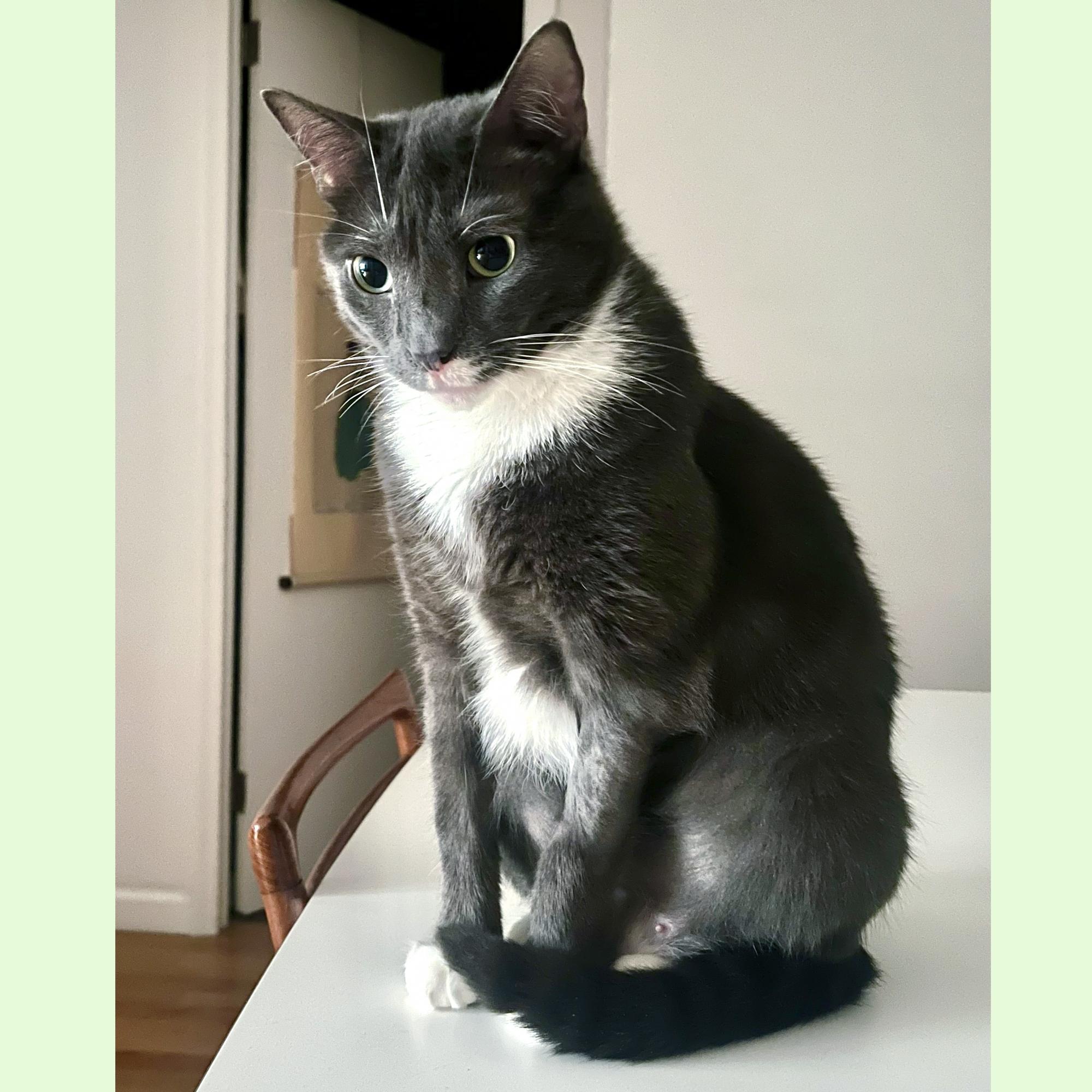 Enlarge Kutu, a ADOPTABLE Domestic Short Hair in New York, NY image 3/6