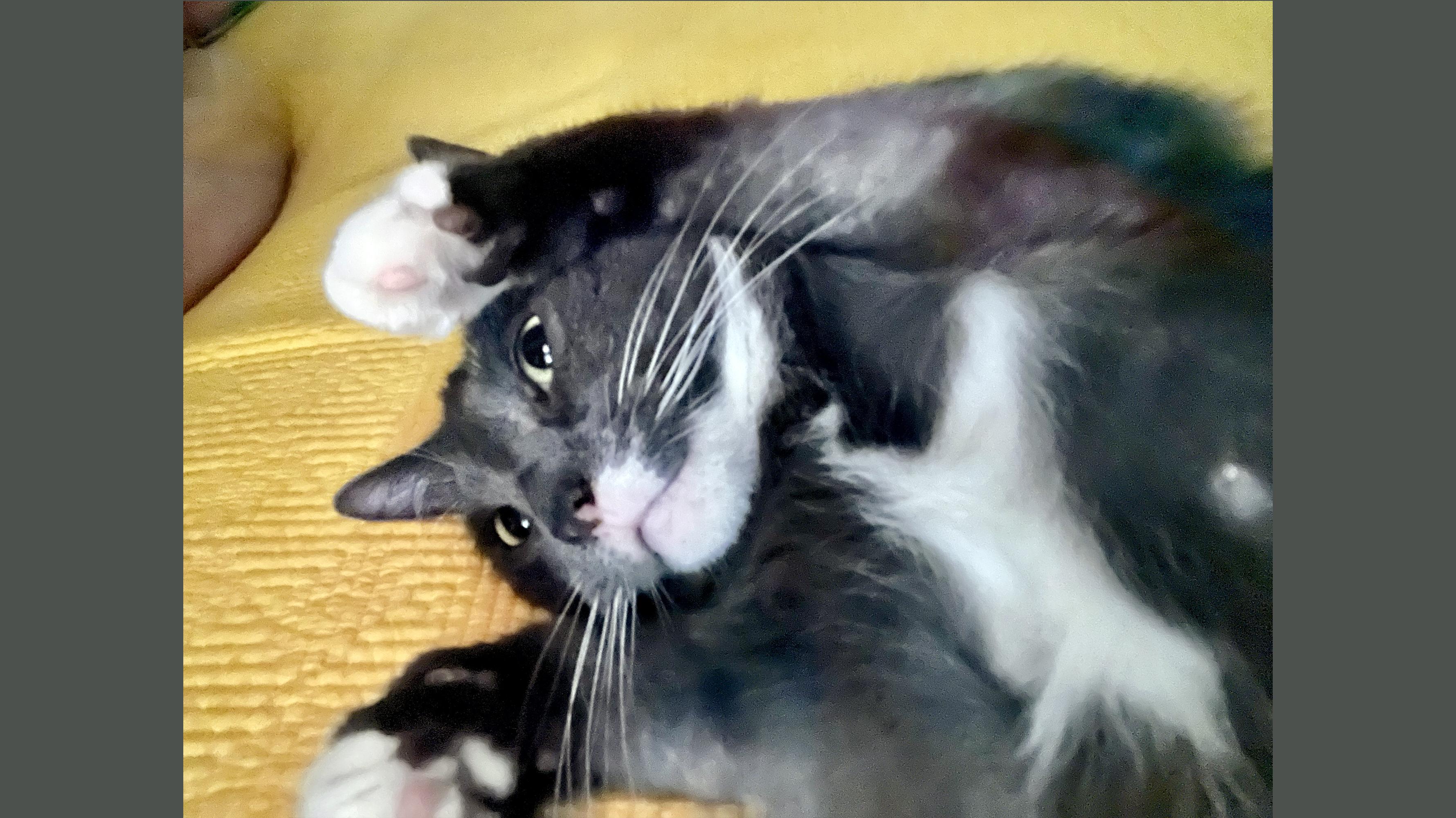 Enlarge Kutu, a ADOPTABLE Domestic Short Hair in New York, NY image 4/6