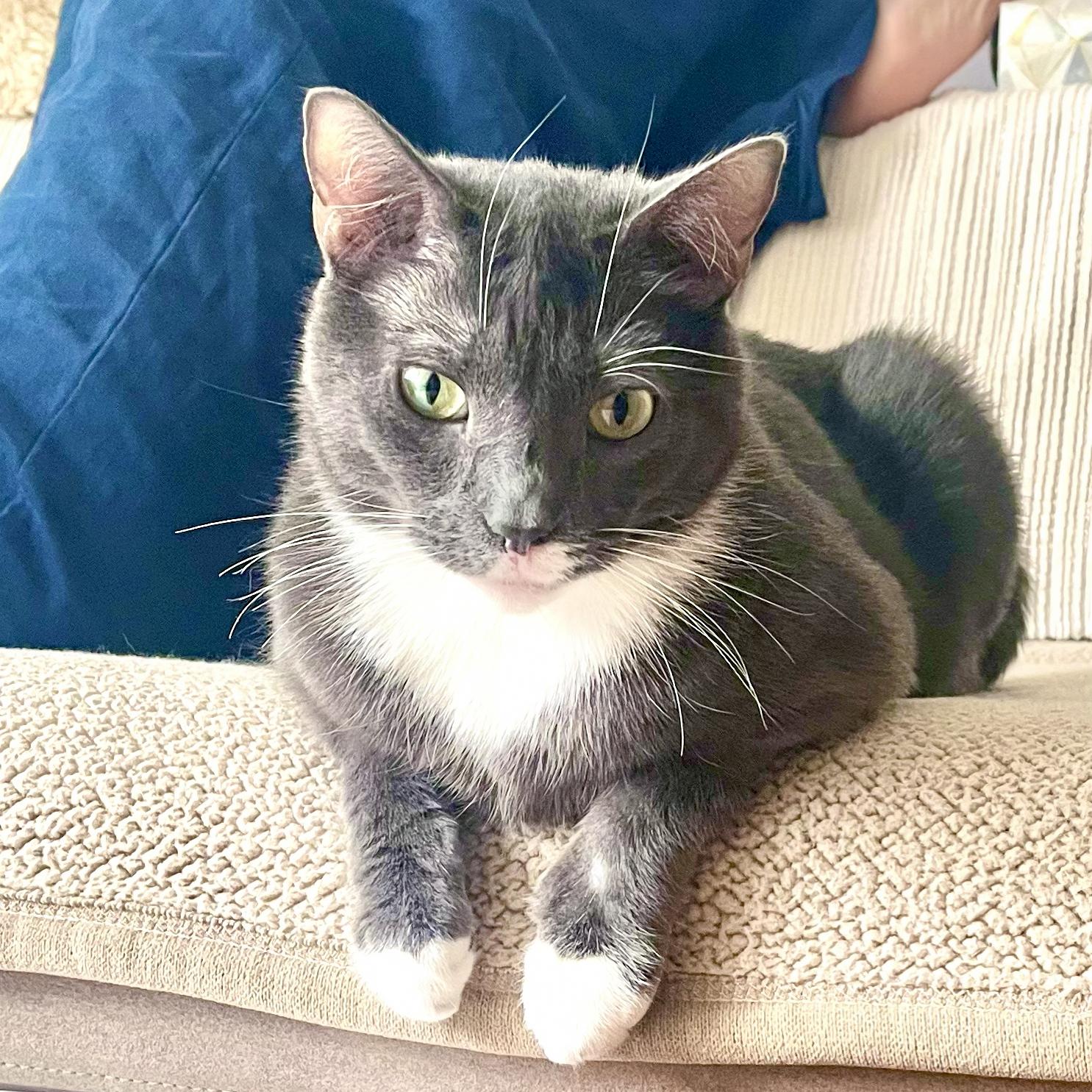Enlarge Kutu, a ADOPTABLE Domestic Short Hair in New York, NY image 2/6
