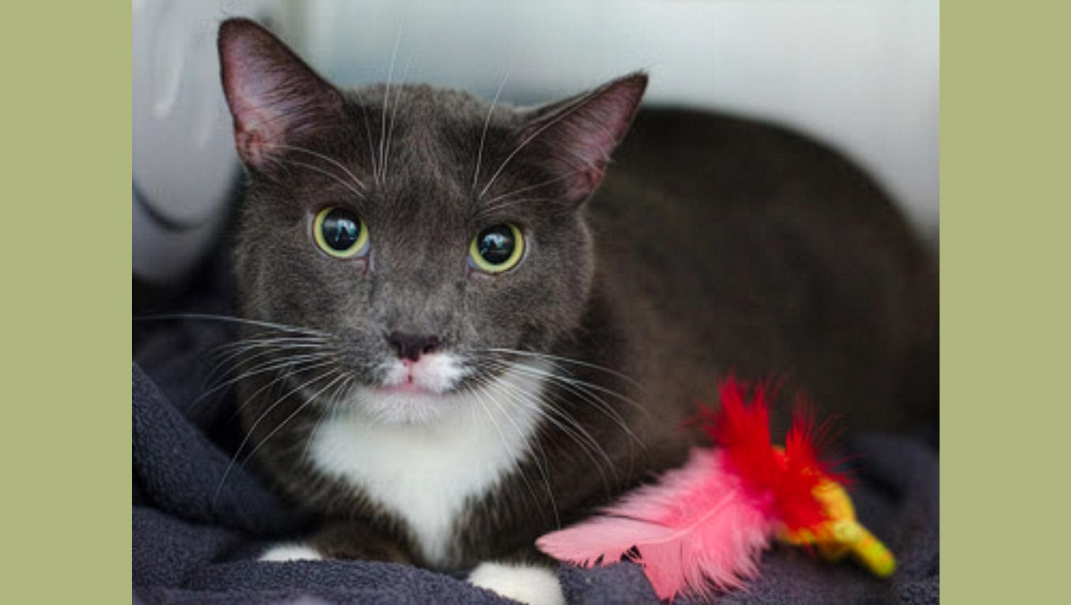 Enlarge Kutu, a ADOPTABLE Domestic Short Hair in New York, NY image 6/6