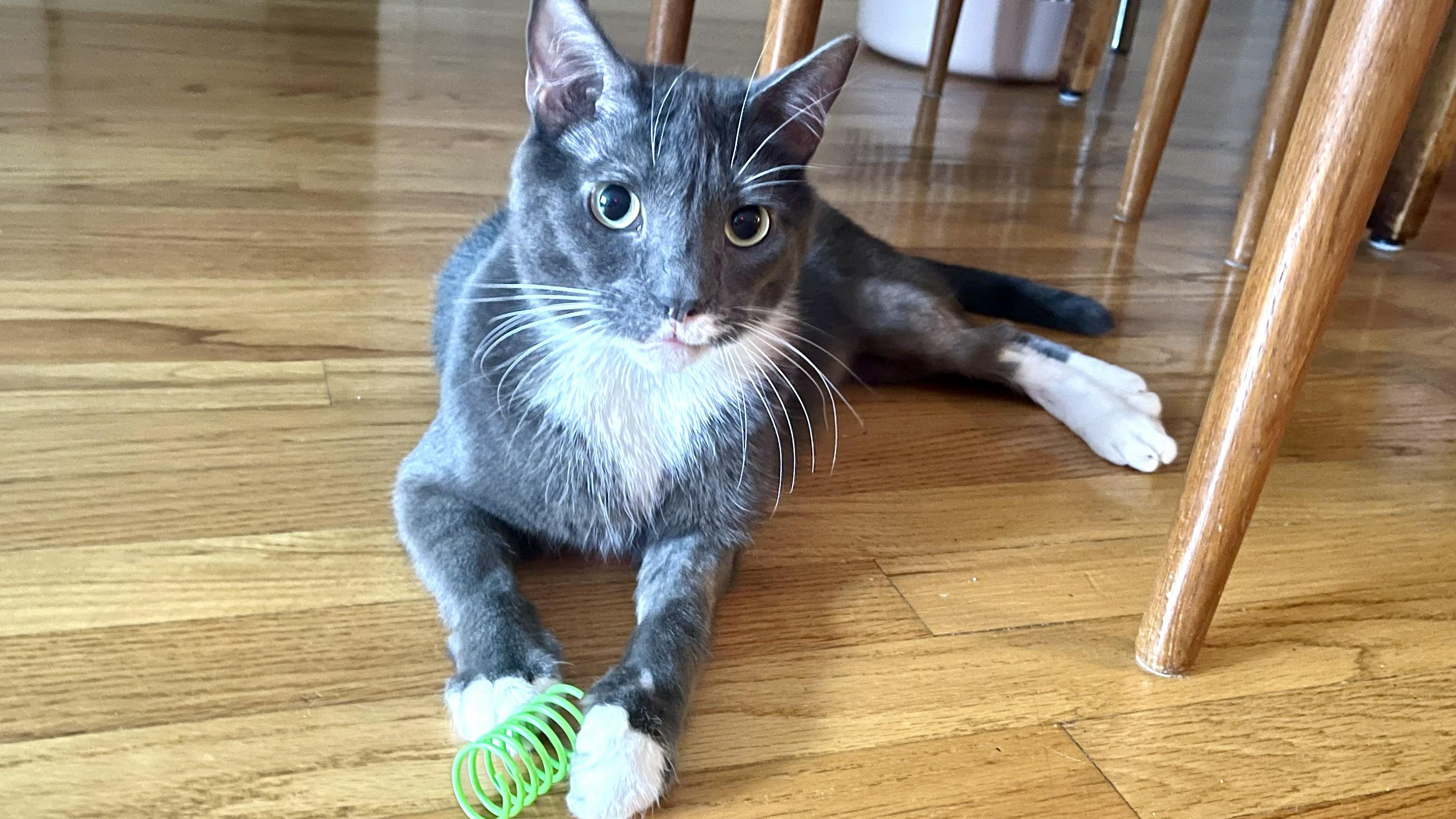 Enlarge Kutu, a ADOPTABLE Domestic Short Hair in New York, NY image 5/6