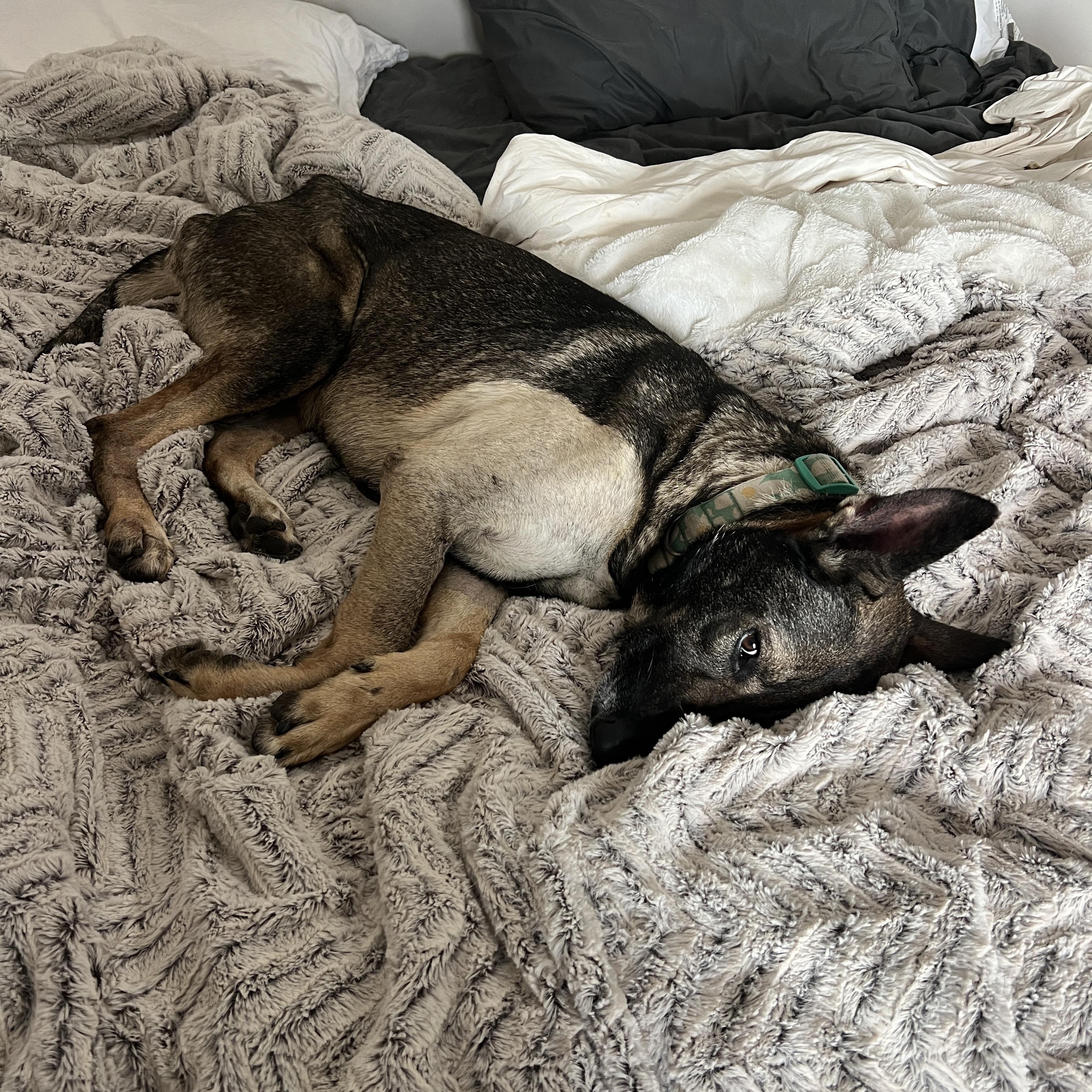 Stella, a ADOPTABLE German Shepherd Dog in Saratoga Springs, NY image 3/5