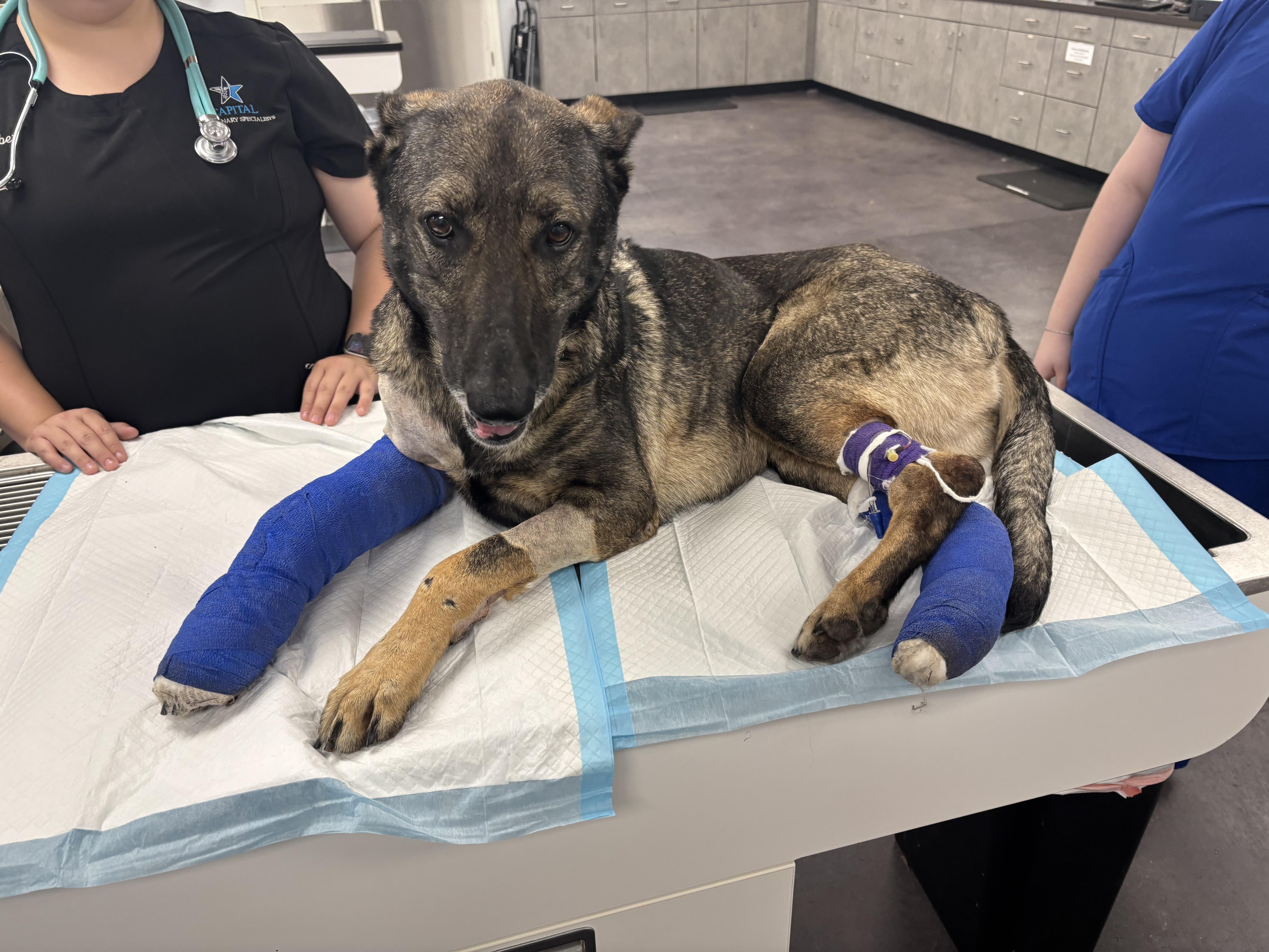 Stella, a ADOPTABLE German Shepherd Dog in Saratoga Springs, NY image 5/5