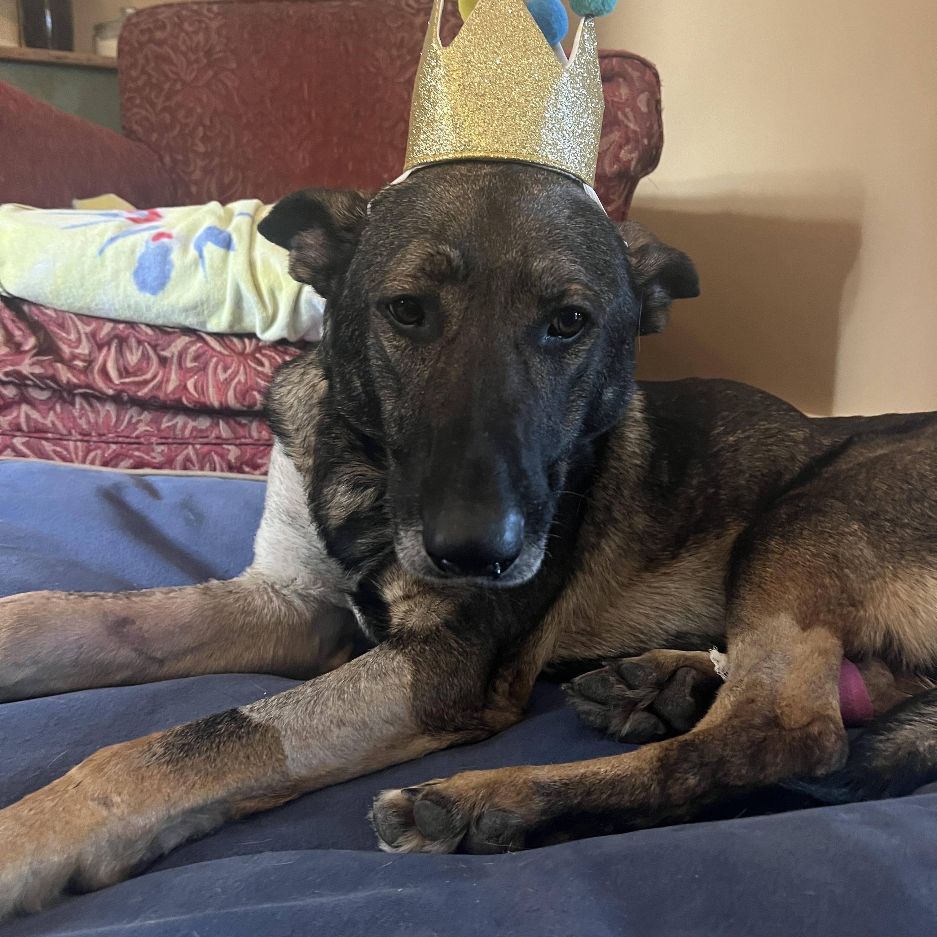 Stella, ADOPTABLE, Adult Female German Shepherd Dog.