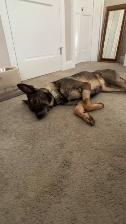 Enlarge Stella, a ADOPTABLE German Shepherd Dog in Saratoga Springs, NY video 2/5