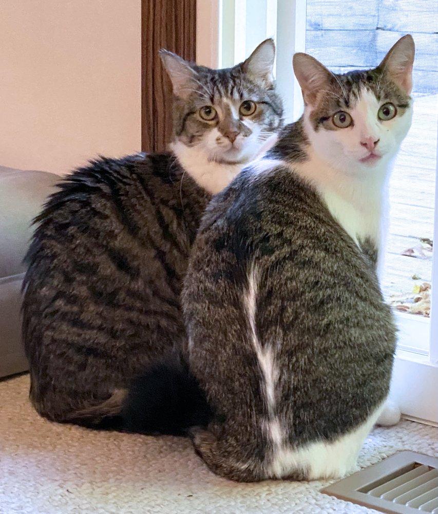 Marnie and Malcolm, a Adoptable Domestic Medium Hair in White Bear Lake, MN image 1/6