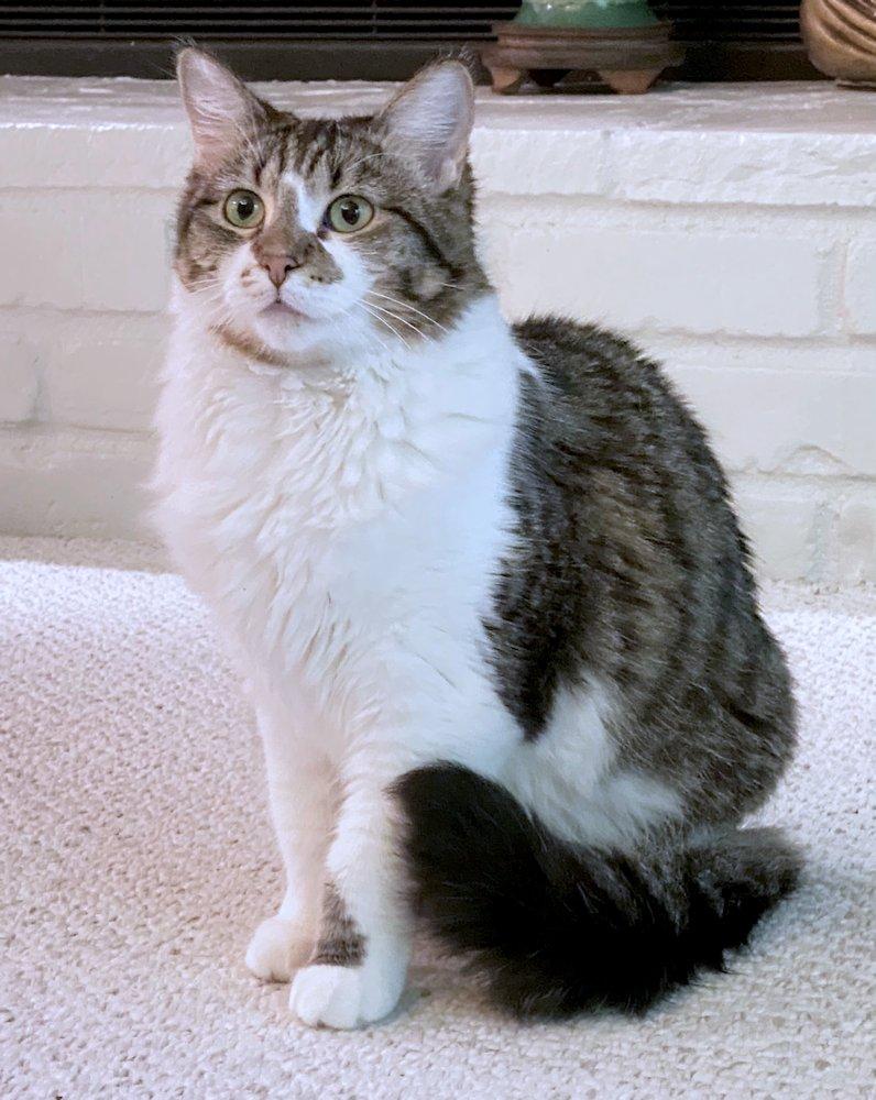 Marnie and Malcolm, an adoptable Domestic Medium Hair in White Bear Lake, MN, 55110 | Photo Image 4