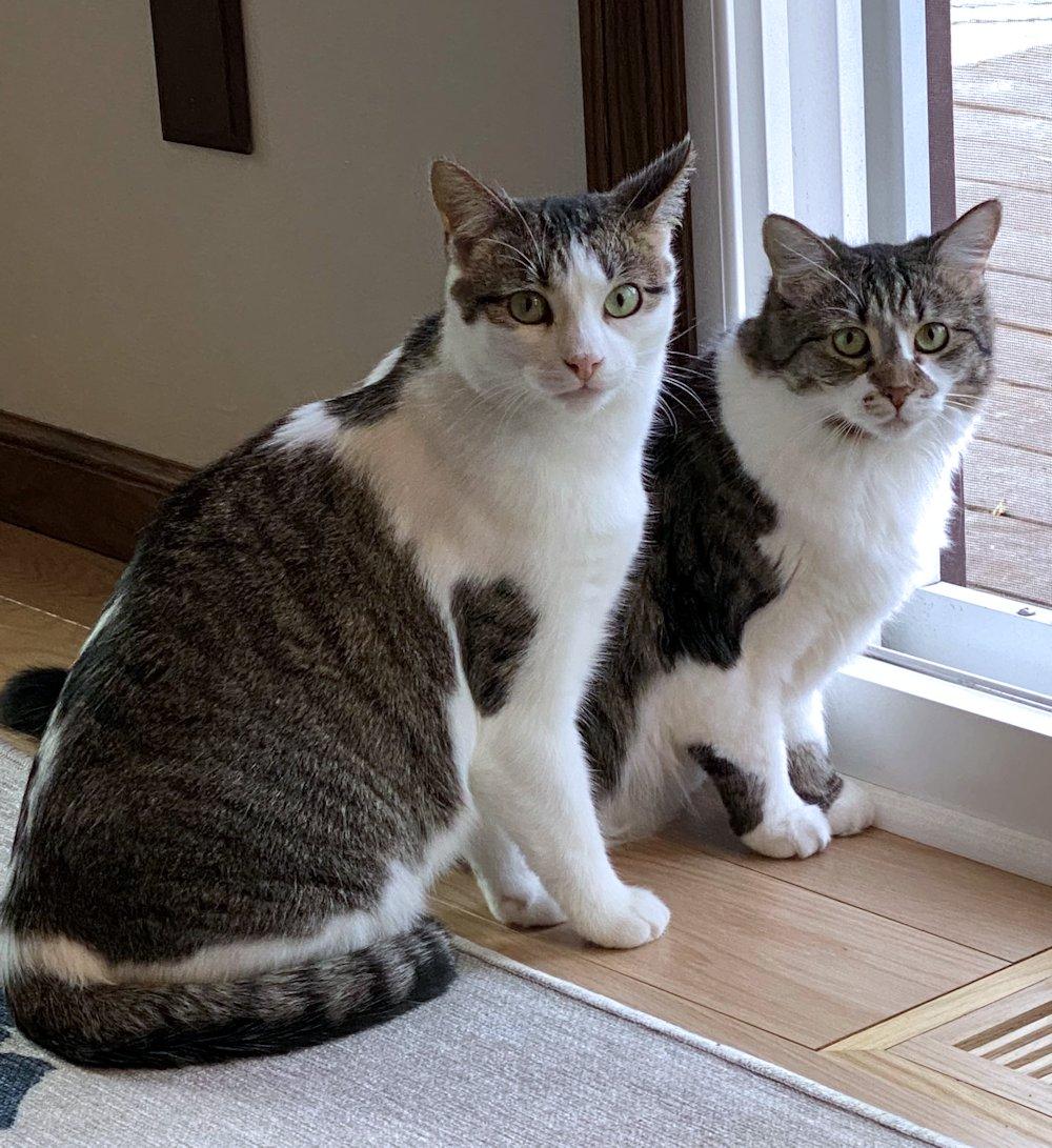 Marnie and Malcolm, Adoptable, Adult Female Domestic Medium Hair.