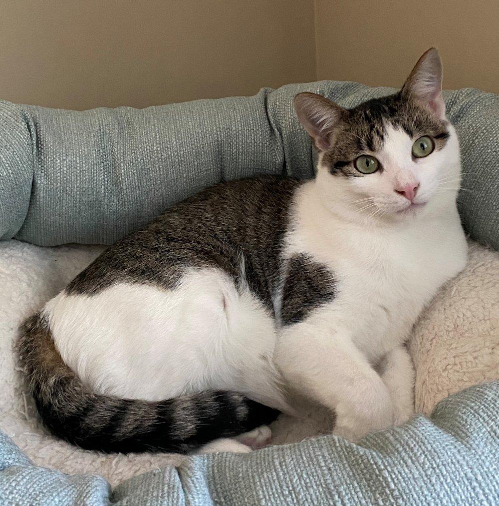 Marnie and Malcolm, an adoptable Domestic Medium Hair in White Bear Lake, MN, 55110 | Photo Image 3