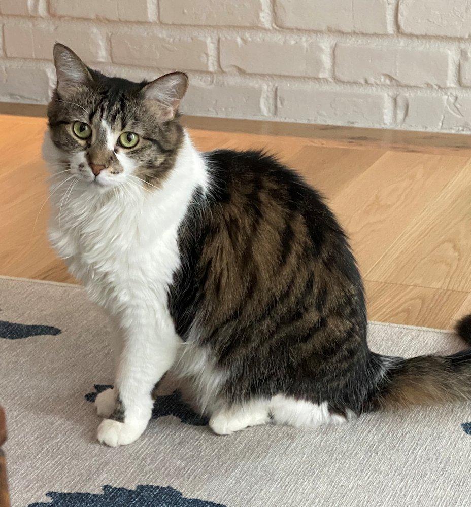 Marnie and Malcolm, an adoptable Domestic Medium Hair in White Bear Lake, MN, 55110 | Photo Image 6