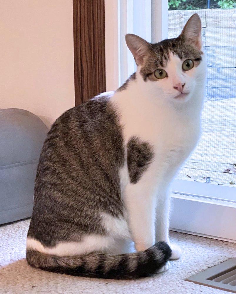 Marnie and Malcolm, a Adoptable Domestic Medium Hair in White Bear Lake, MN image 6/6