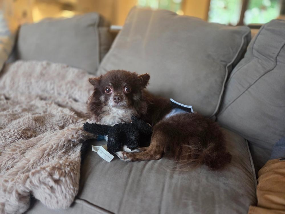 Tangier, Adoptable, Adult Male Pomeranian & Chihuahua.