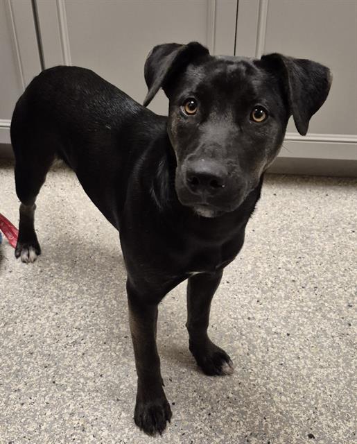 CHESTNUT, Adoptable, Young Female German Shepherd Dog & Mixed Breed.