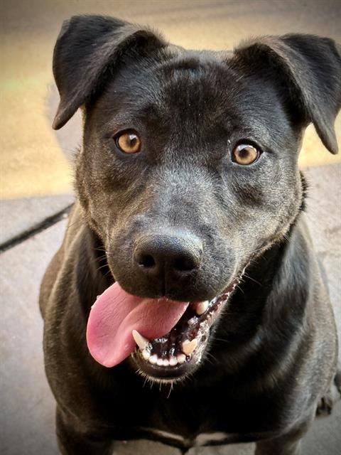 Enlarge CHESTNUT, a Adoptable mixed breed in Lodi, CA image 1/1