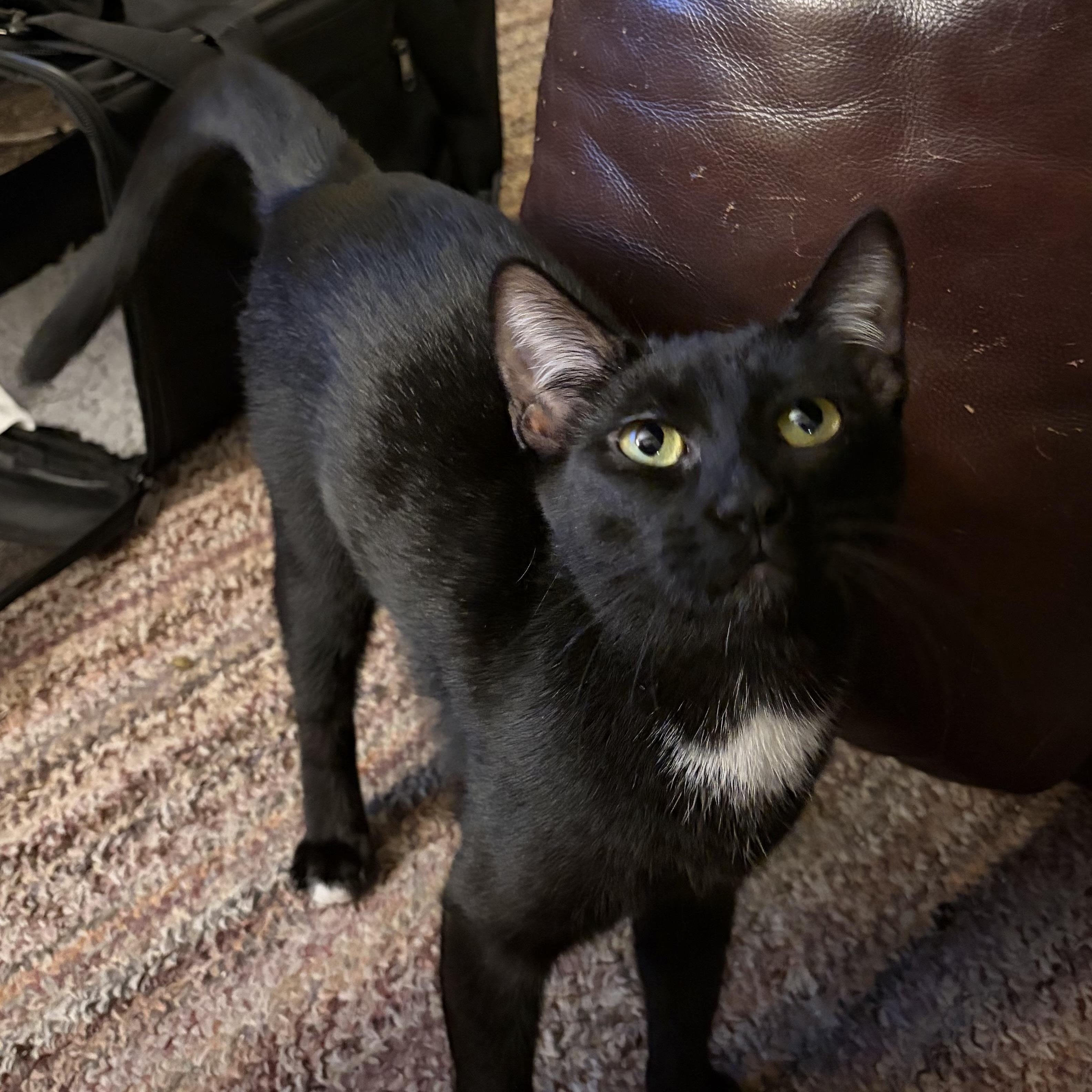 Mystic, adoptable, Adult Female Domestic Short Hair.