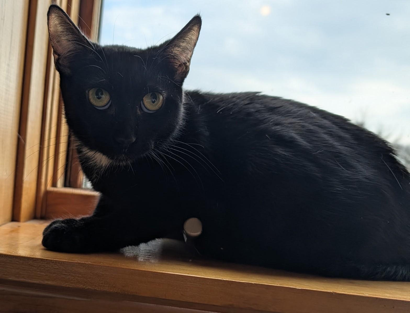 Mystic, adoptable, Adult Female Domestic Short Hair.
