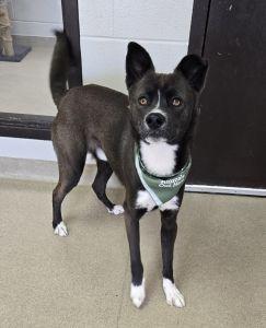 Loki, ADOPTABLE, Adult Male Siberian Husky.