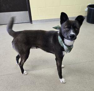 Enlarge Loki, a ADOPTABLE Siberian Husky in Bucyrus, OH image 2/5