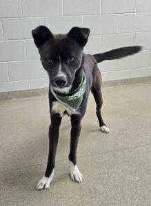 Enlarge Loki, a ADOPTABLE Siberian Husky in Bucyrus, OH image 3/5