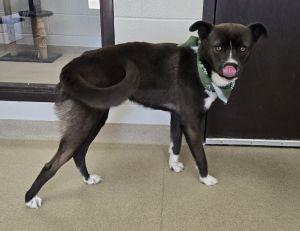 Enlarge Loki, a ADOPTABLE Siberian Husky in Bucyrus, OH image 5/5