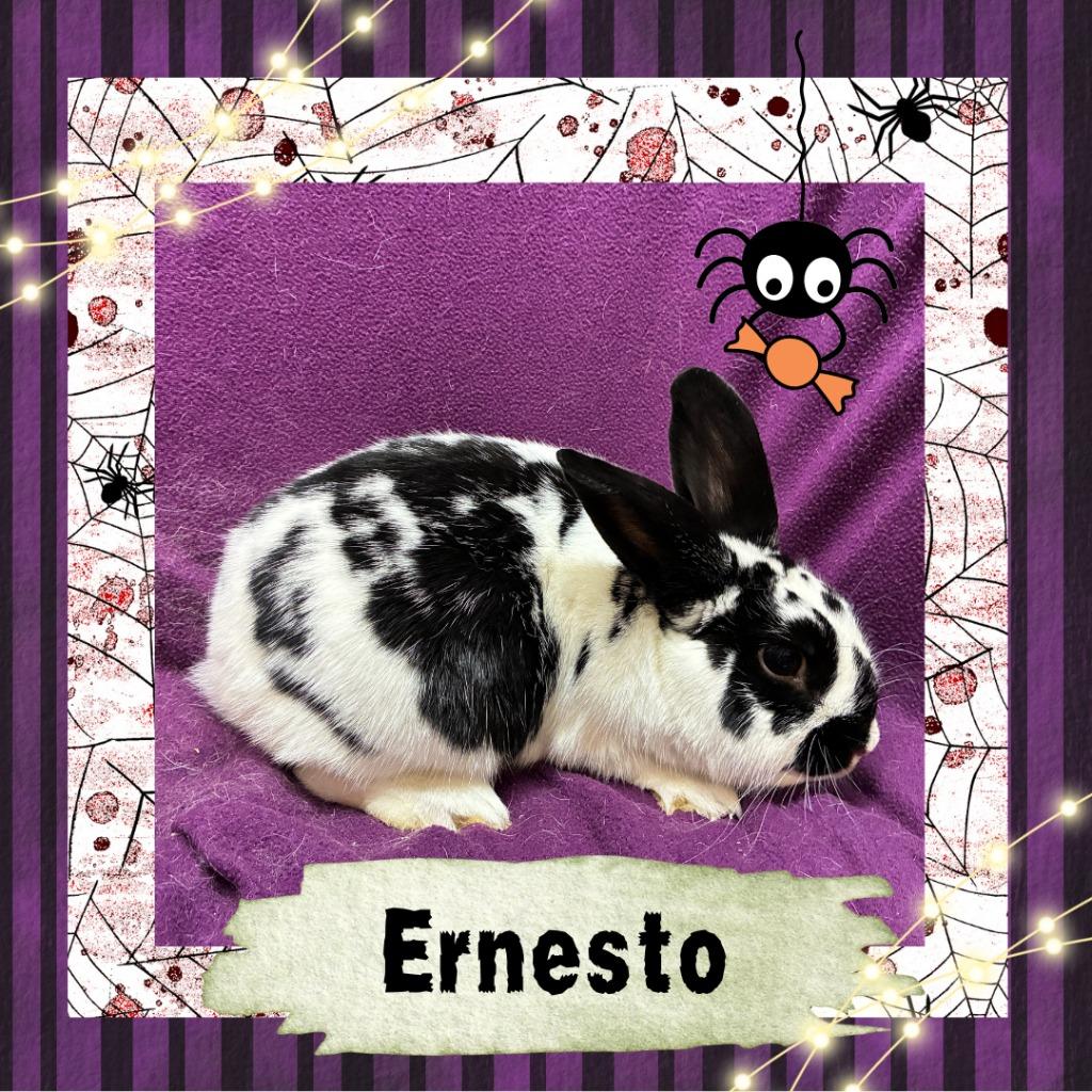 Enlarge Ernesto, a Adopted Bunny Rabbit in Elizabethtown, KY image 1/6