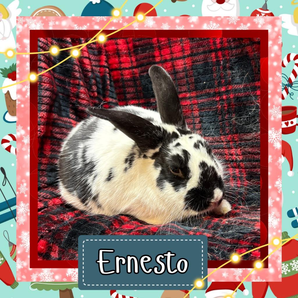 Enlarge Ernesto, a Adoptable Bunny Rabbit in Elizabethtown, KY image 1/3