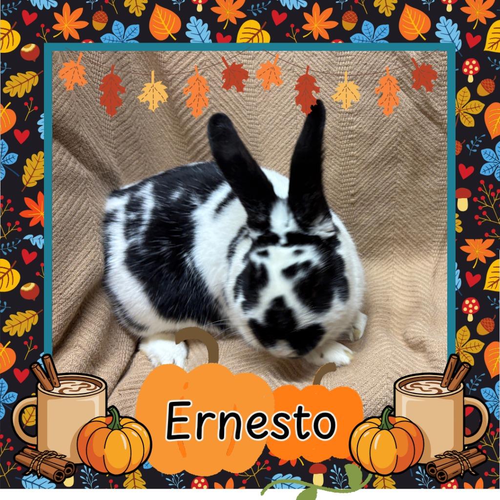 Enlarge Ernesto, a Adopted Bunny Rabbit in Elizabethtown, KY image 2/6