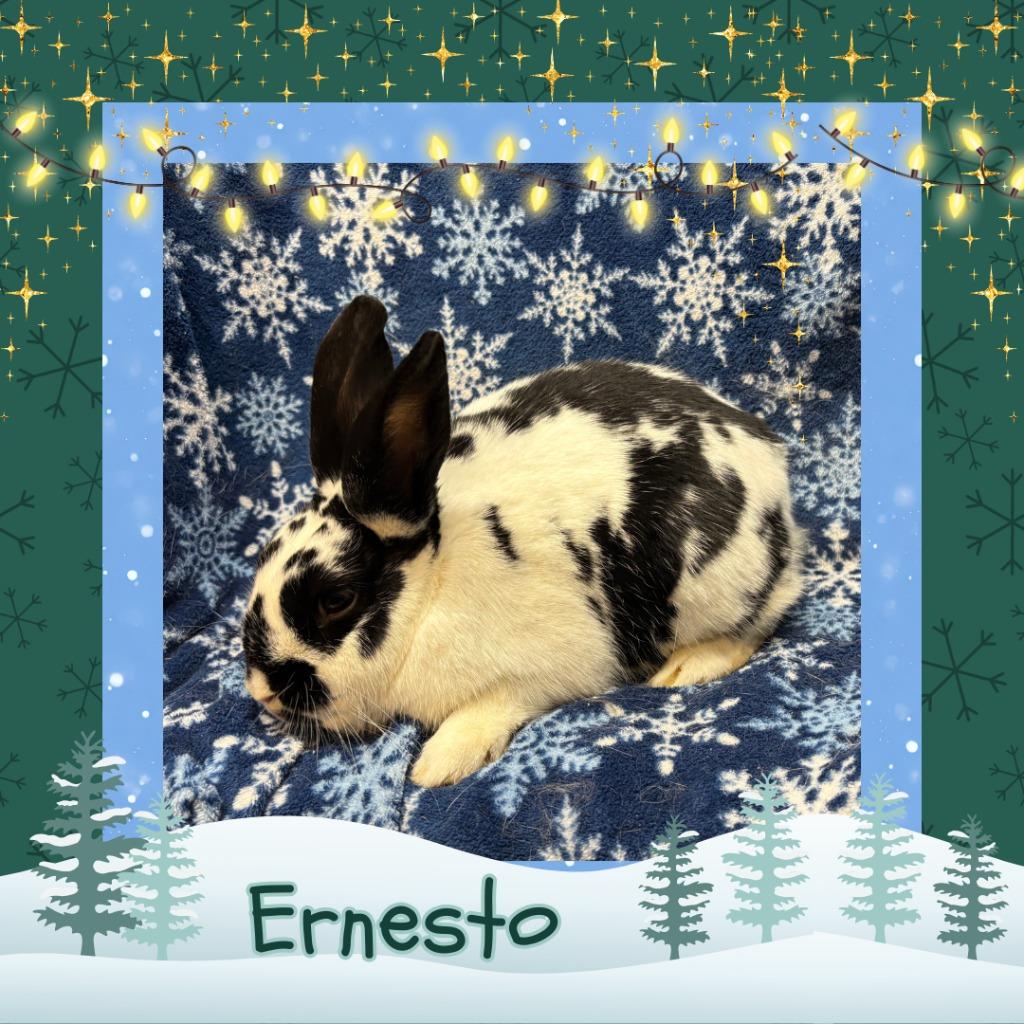 Enlarge Ernesto, a Adopted Bunny Rabbit in Elizabethtown, KY image 3/6