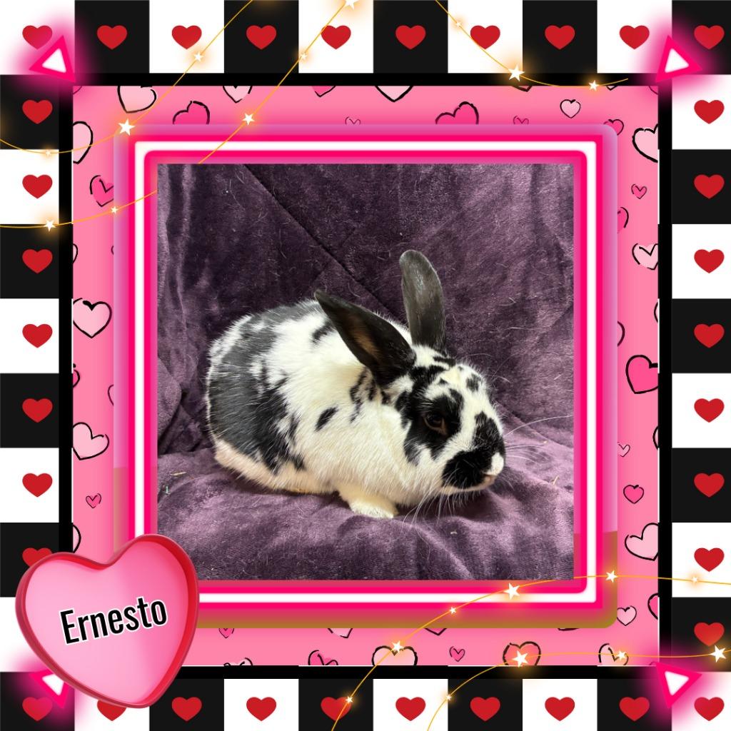 Enlarge Ernesto, a Adopted Bunny Rabbit in Elizabethtown, KY image 4/6