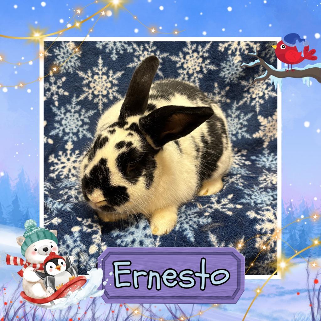 Enlarge Ernesto, a Adopted Bunny Rabbit in Elizabethtown, KY image 5/6