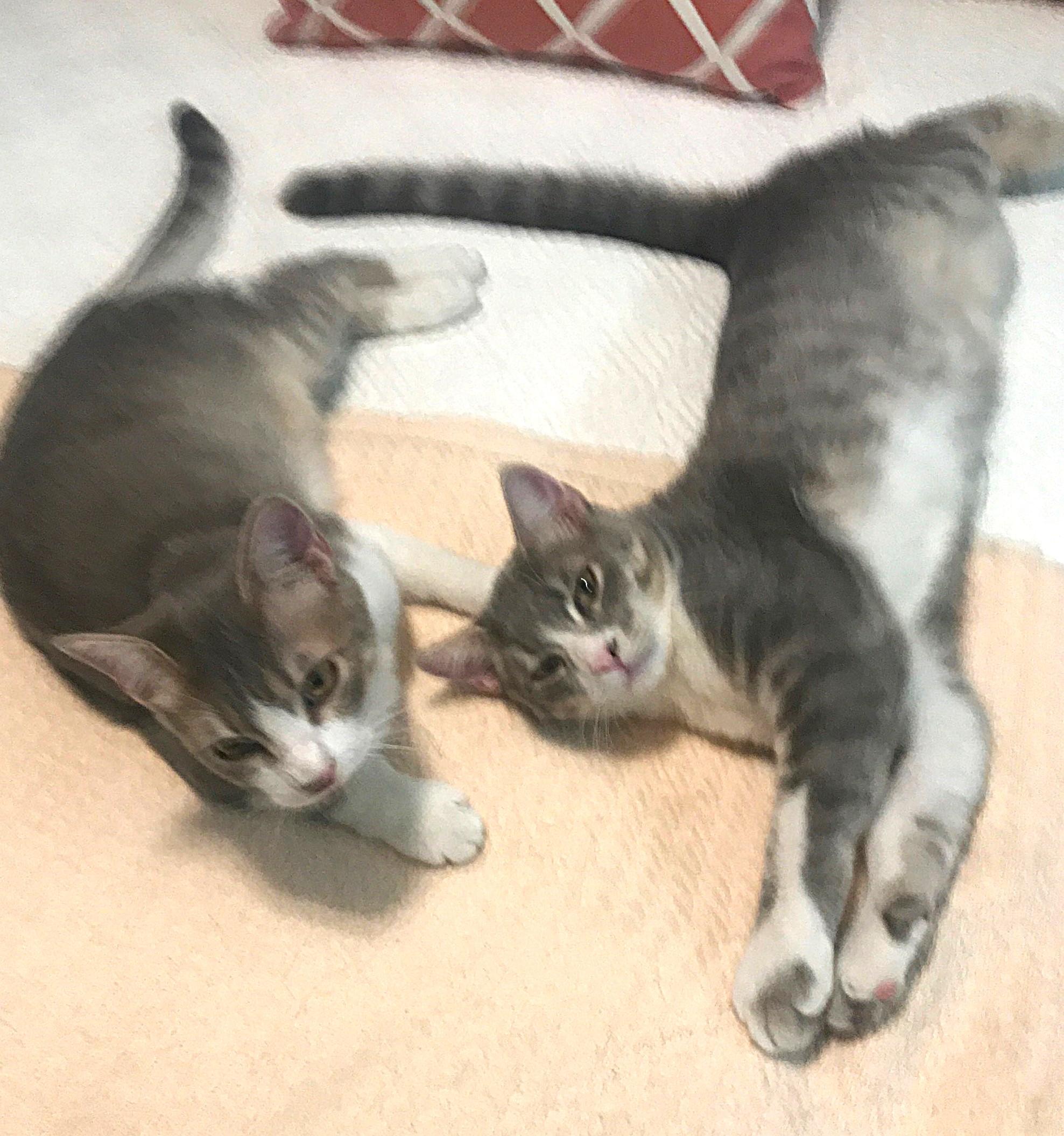 Juba and Maximus, Adoptable, Kitten Male Domestic Short Hair.
