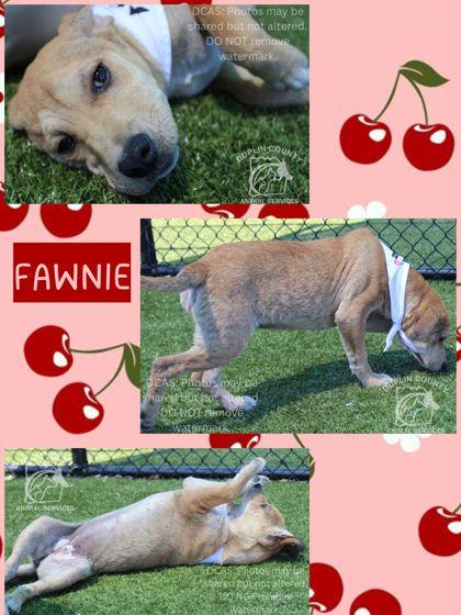 Enlarge FAWNIE, a Adoptable mixed breed in Kenansville, NC image 1/1