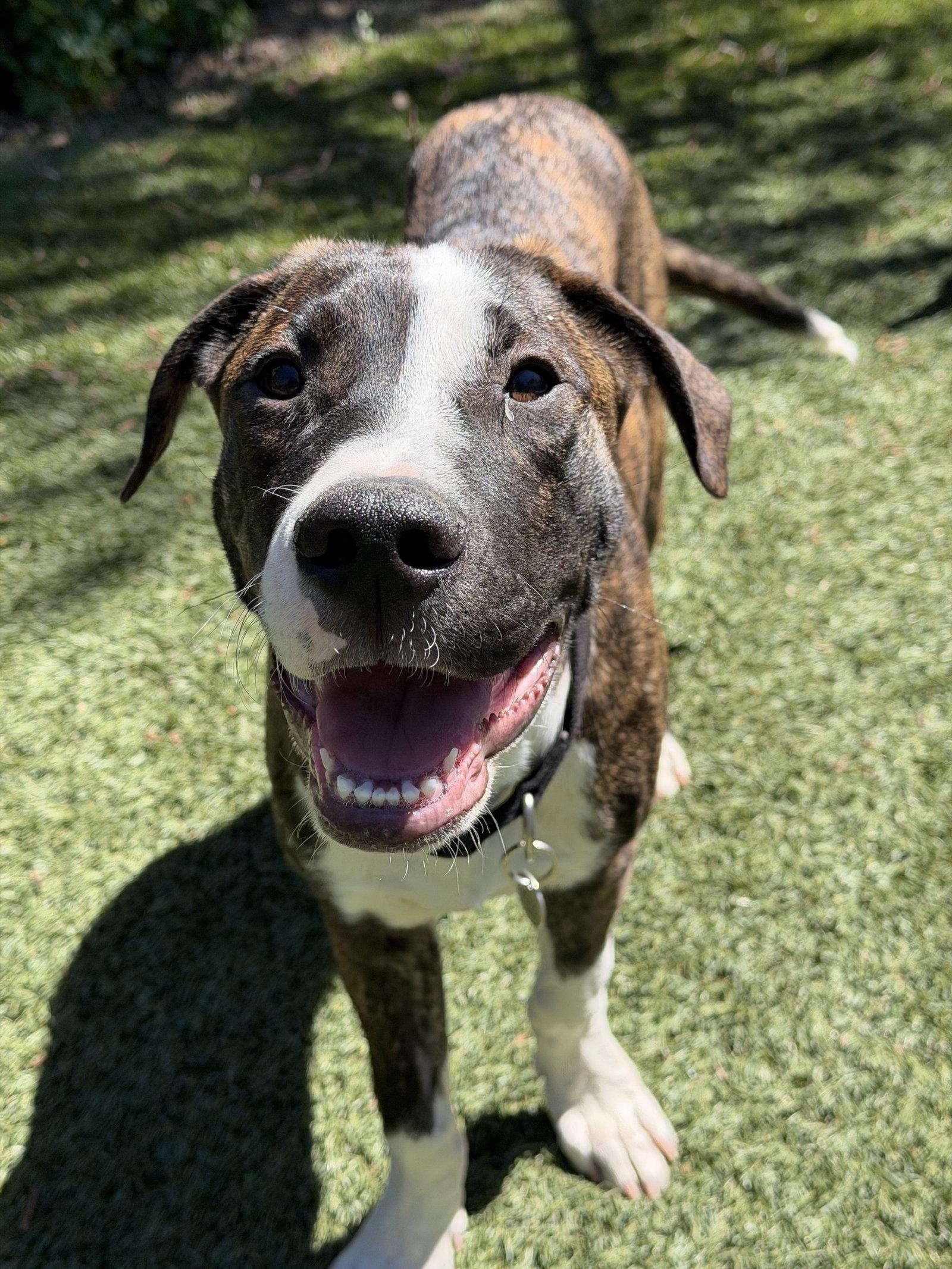 Enlarge JOey, a Adoptable mixed breed in Sunnyvale, CA image 1/1
