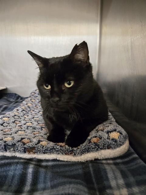 BRYNN, Adoptable, Adult Female Domestic Short Hair.